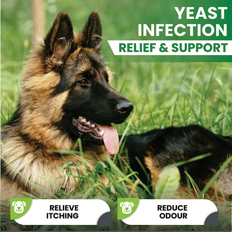 German Shepherd lying in grass with text promoting yeast infection relief and support for dogs.