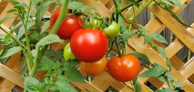 From Farm to Table: Best Practices That Maximize Vegetable Nutrient Density