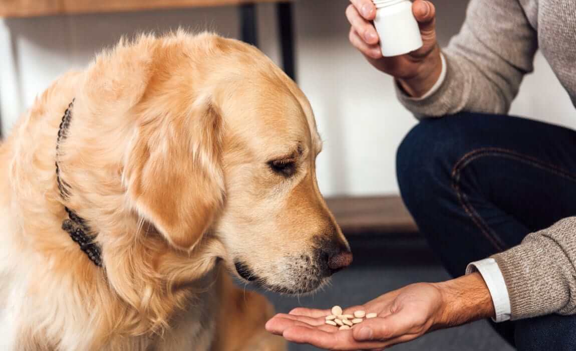 How Long Does It Take For Probiotics To Work In Dogs? – Supplements Wise