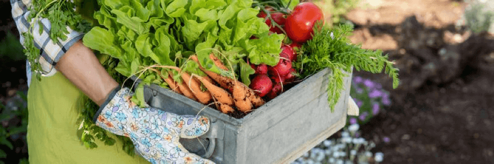 What Are the Best Plant-Based Sources of Antioxidants?