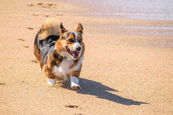 dog on beach