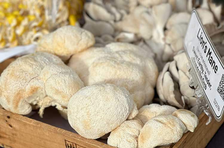 Lion's Mane Mushroom Benefits: What the Research Actually Says