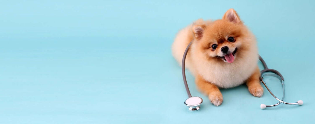 Pet Care Supplements Glossary: Key Terms Explained