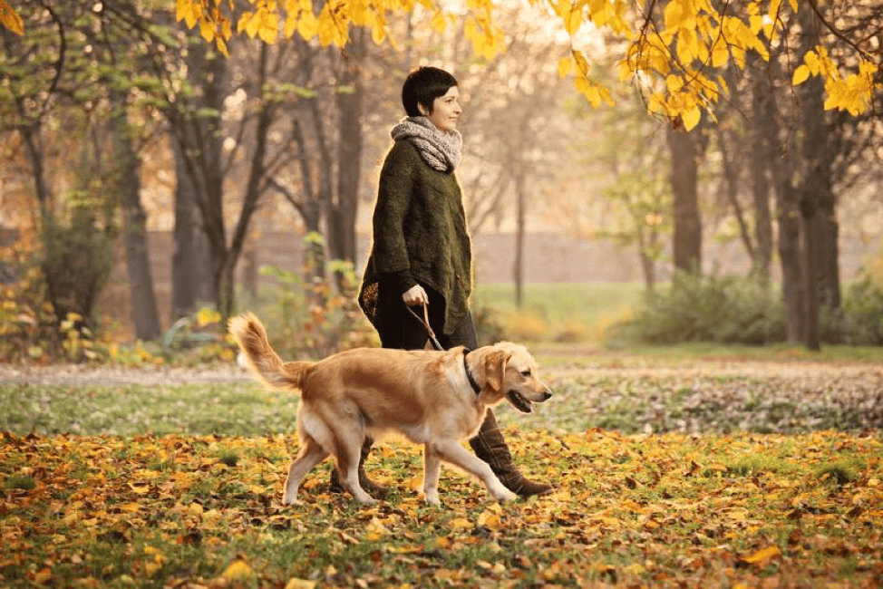 4 Things Your Pet Needs From You Every Day