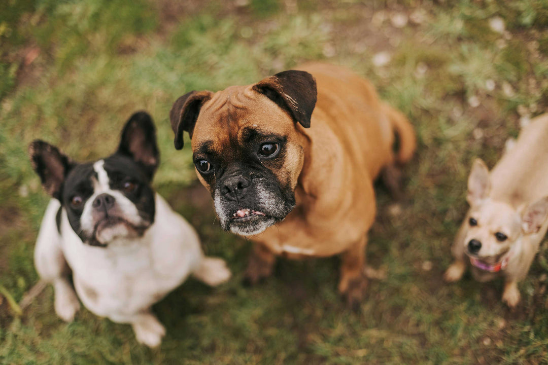 best calming tablets for dogs
