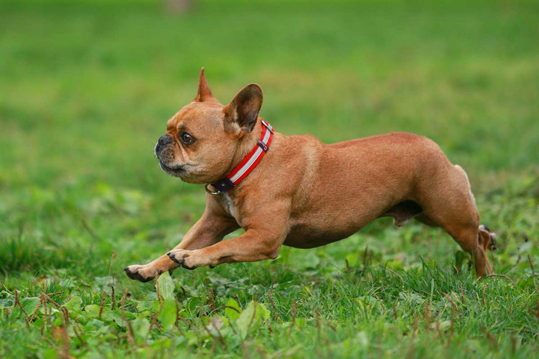 What are the Best Joint Supplements for Dogs?