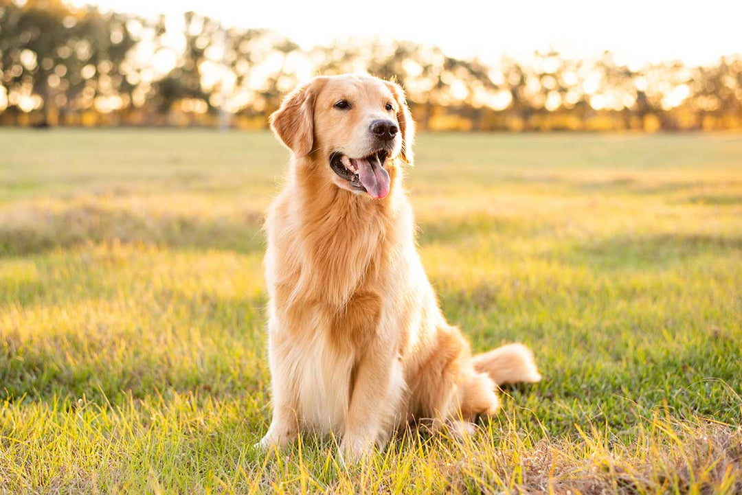 Dog Skin and Coat Supplements: Why Omega-3 Makes the Difference