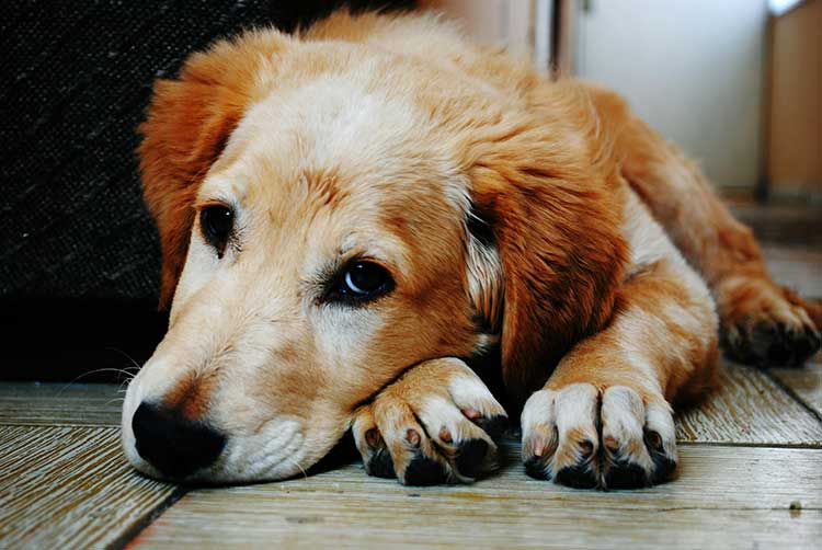 Why is My Dog Struggling with Urinary Infections?