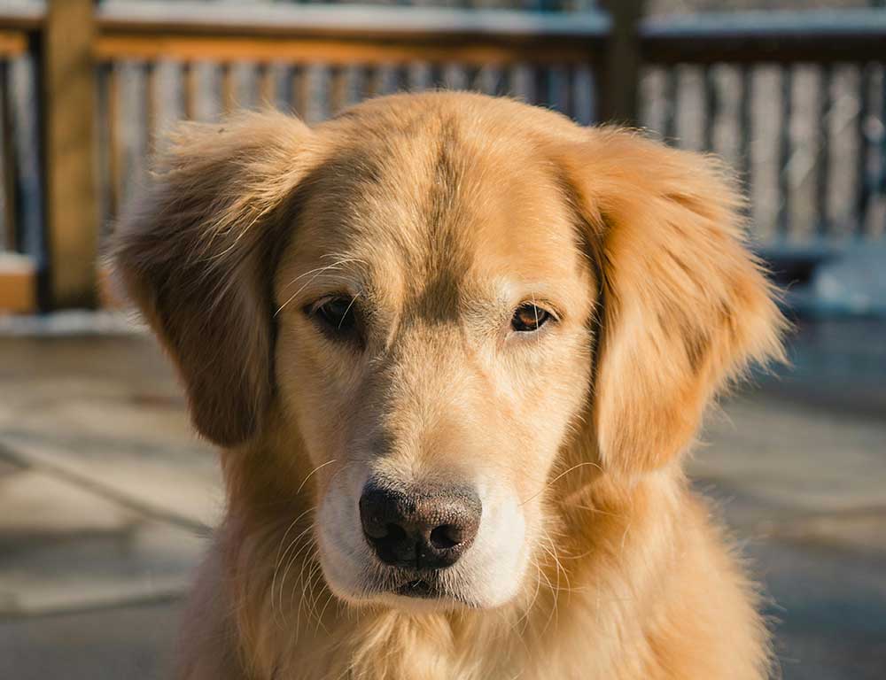 Dog Bladder Supplements