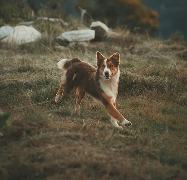 Dog Joint Supplements