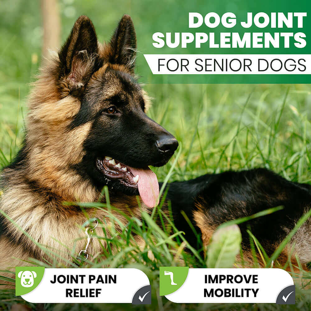 dog joint support