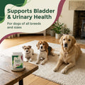 Bladder Support for Dogs - image 3