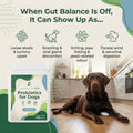 Probiotics for Dogs - image 2