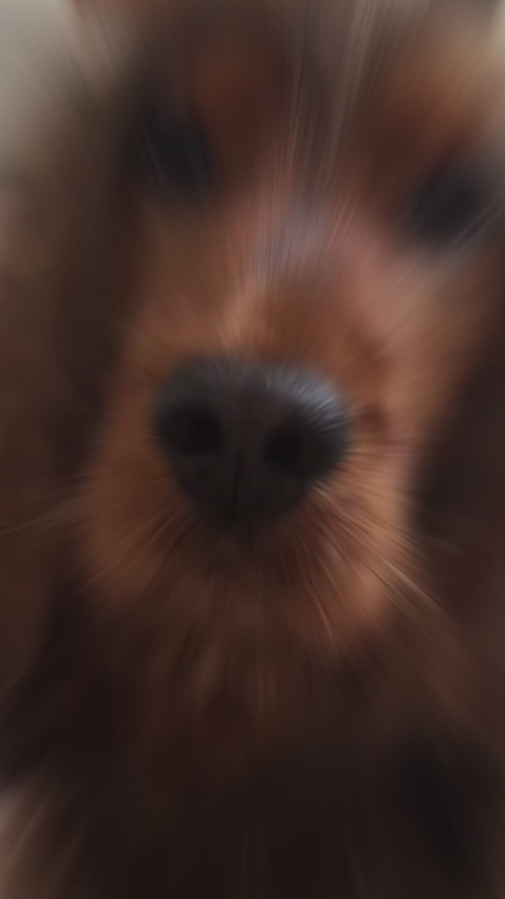 Probiotics For Dogs 120 Chicken Flavour Tablets